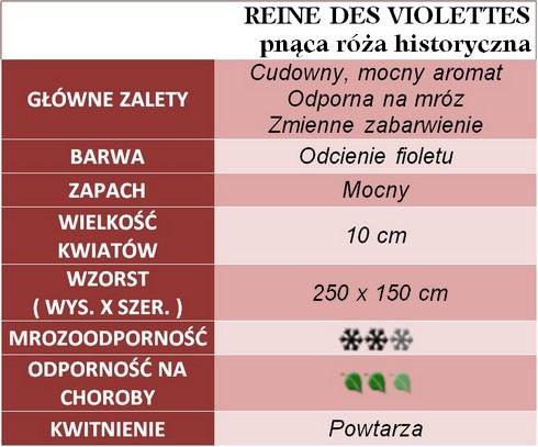 Reine des Violettes